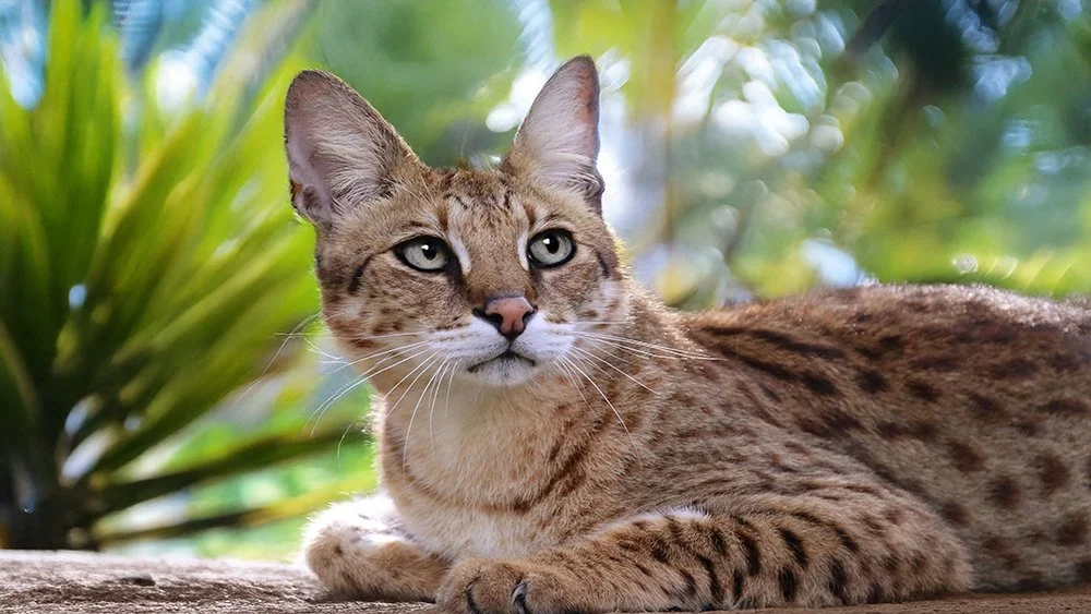 サラキャット savannah cats — Big Cat Rescue | Big Cat Rescue | Wild cats in the